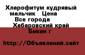 Хларофитум кудрявый мальчик › Цена ­ 30 - Все города  »    . Хабаровский край,Бикин г.